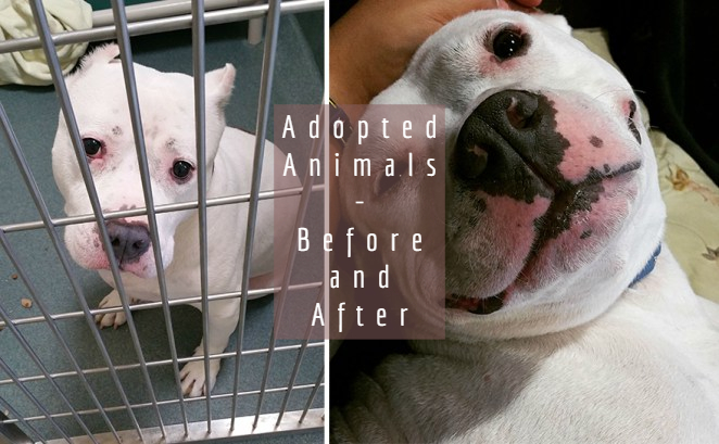 Adopted Animals – Before And After